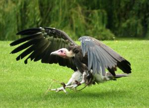 Necrosyrtes  monachus